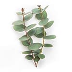 Eucalyptus infusion grog vitaflor
